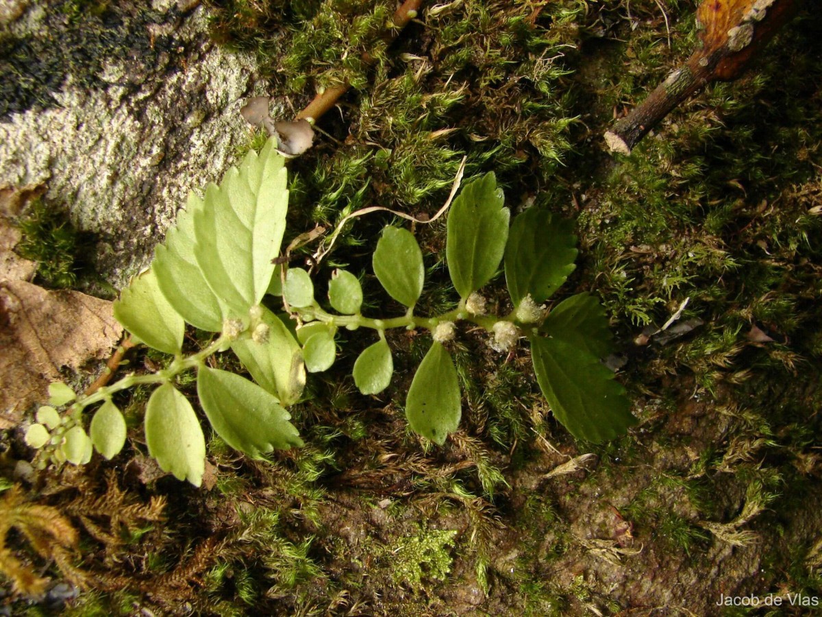 Elatostema monandrum (Buch.-Ham. ex D.Don) H.Hara